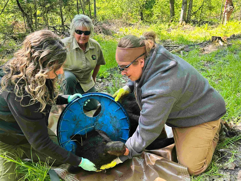 Michigan Black Bear Freed After Two Years With Plastic Lid Trapped Around Its Neck