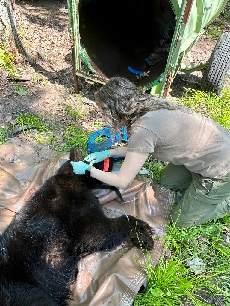 Michigan Black Bear Freed After Two Years With Plastic Lid Trapped Around Its Neck