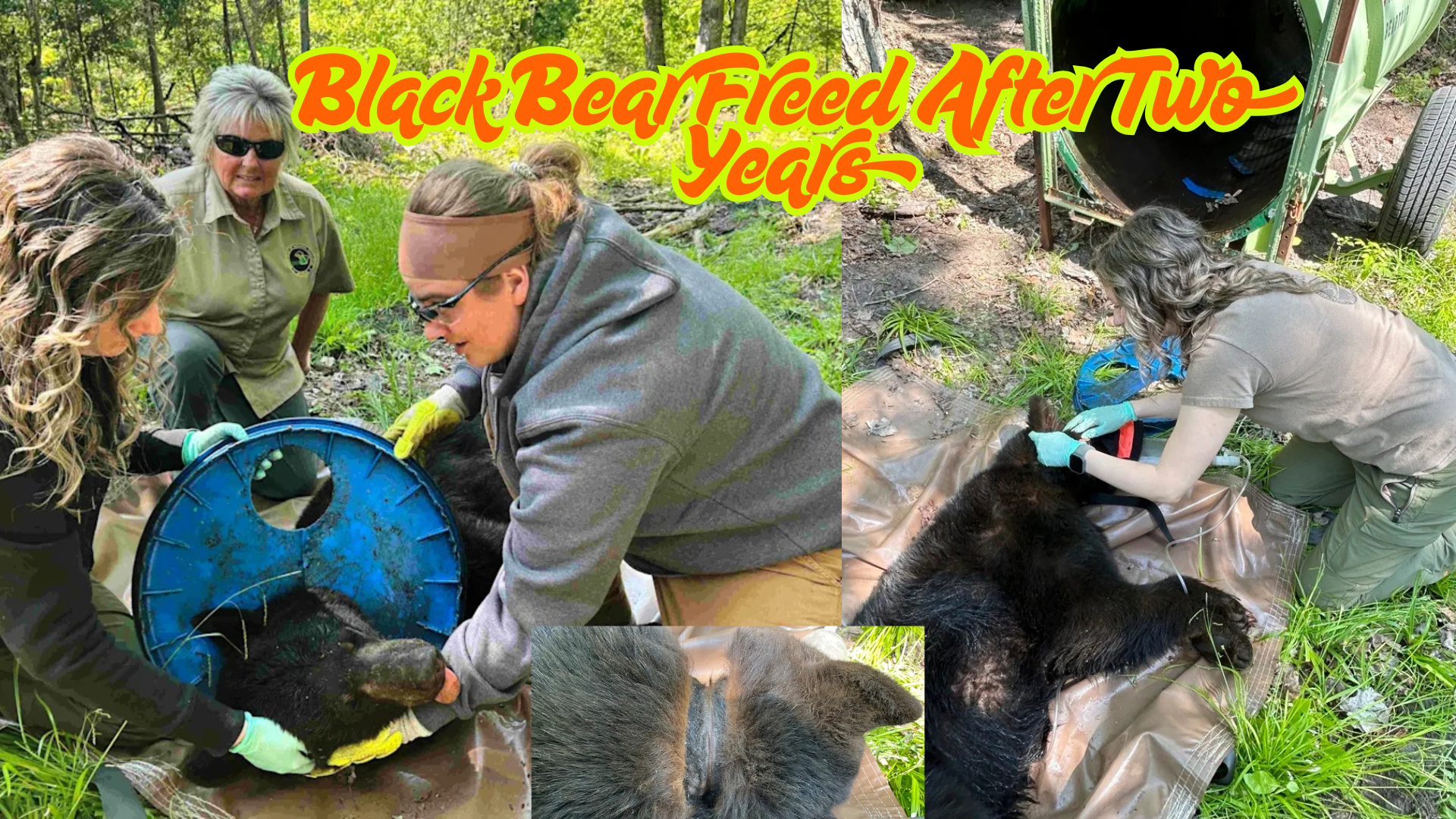 Black Bear Freed After Two Years